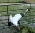 Robert in Fence