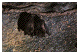 photo of two bats on a cave wall